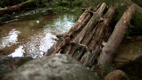 Shallow-stream-flowing-in-wild-nature.-Water-running-in-forest