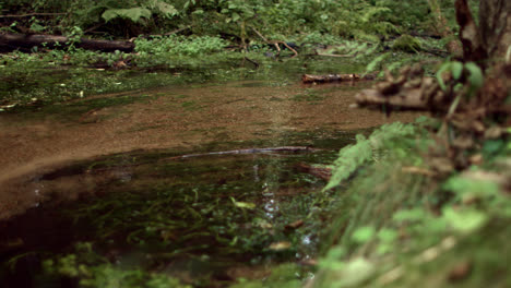 Forest-stream-with-transparent-water-flowing-in-wood.-Landscape-with-brook