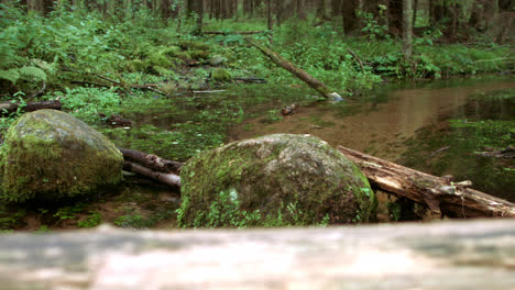 Forest-stream-flowing-among-green-thickets-and-moss-covered-stones.-Calm-nature