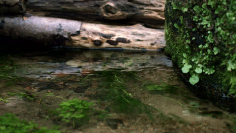Kaltes-Wasser-Fließt-Aus-Der-Quelle-Zwischen-Umgestürzten-Bäumen-Und-Großen-Steinen
