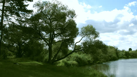 Panorama-of-river-big-trees-bushes-and-green-grass-growing-on-its-banks