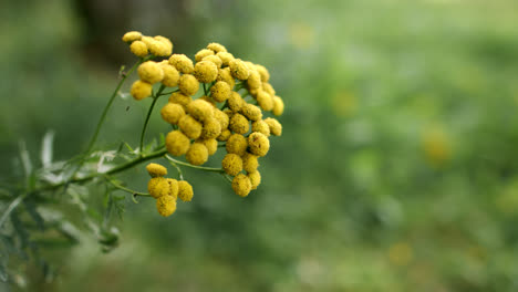 Gelbe-Blüten-Des-Rainfarns.-Kräuterpflanze-Von-Tanacetum-Vulgare.-Gelbe-Blume