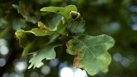 Green-oak-leaves-with-acorn-waving-in-wind.-Oak-leaves-and-unripe-acorn-on-tree