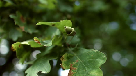 Green-oak-leaves-with-acorn-waving-in-wind.-Oak-leaves-and-unripe-acorn-on-tree