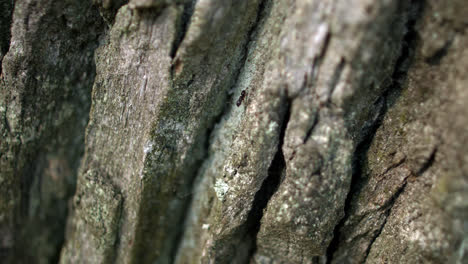 Black-ant-crawling-along-dark-bark-of-tree-in-forest.-ant-creeping-on-tree-bark