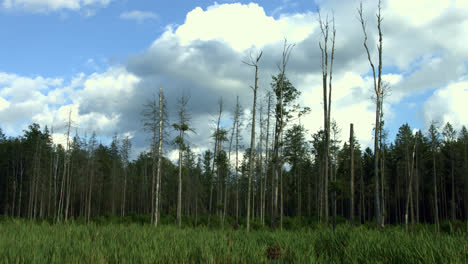 Dry-trees-growing-in-thick-grass-near-pine-forest.-Forest-panorama.-Dry-trees