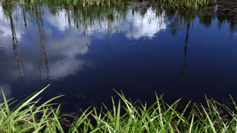 Picturesque-pond-with-thicket-of-sedge-and-Acorus-calamus.-Water-landscape