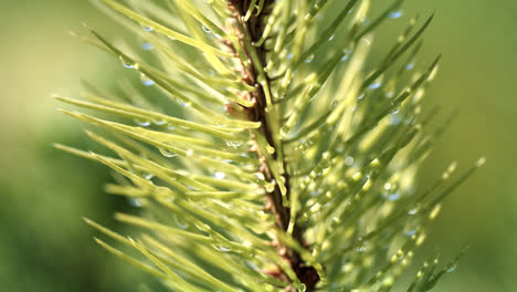 Young-needles-of-pine-in-droplets-of-water-after-rain.-Young-needles-of-pine