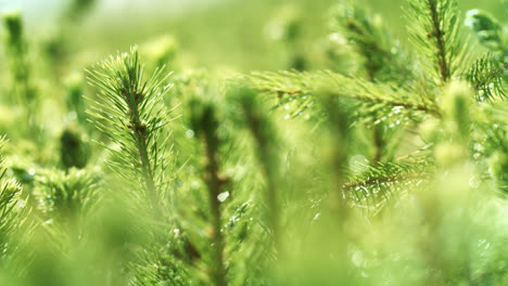 Young-shoots-of-pine-with-drops-of-water-sparkling-in-sun.-Wet-needles-after-rain