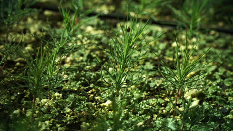 Small-seedlings-of-pines-planted-in-rows.-Fir-tree-nursery.-Young-pines-growing