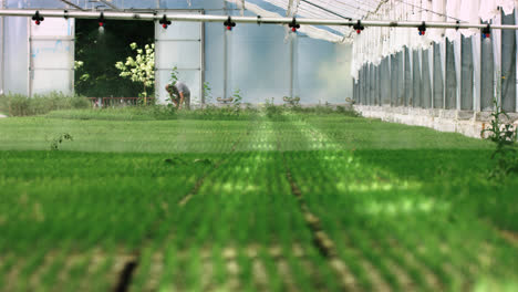Plants-cultivation-nursery-farm.-Inside-greenhouse.-Greenhouse-watering-system