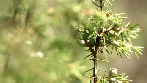 Ramas-Verdes-De-Enebro-Con-Frutos-Inmaduros.-Bayas-De-Cono-Inmaduras-De-Juniperus
