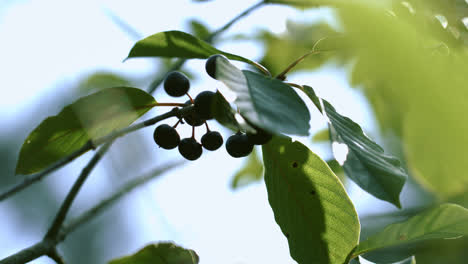 Branches-of-Frangula-alnus-with-black-berries-waving-on-wind.-Alder-Buckthorn