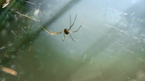 Kleine-Spinne-Mit-Langen-Pfoten,-Die-Sich-Im-Wind-Wiegt,-Während-Sie-Auf-Einem-Spinnennetz-Sitzt
