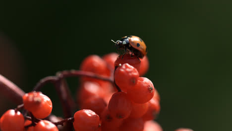 European-seven-spot-ladybird-crawling-on-ripe-fruits-of-ashberry.-Macro-ladybug