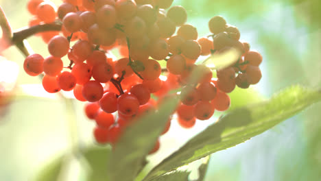 Bunch-of-red-mountain-ash-swaying-in-wind.-Ripe-rowan-fruit-on-branch-close-up
