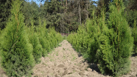 Cultivation-of-thuja-and-juniper.-Rows-of-thuja-seedlings.-Plantation-of-thuya
