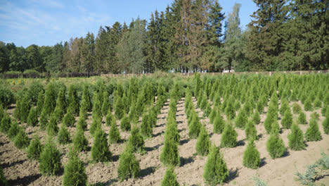 Growth-of-seedlings-thuja-on-plantation.-Many-green-thuja-trees-planted-in-row