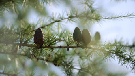 Branches-with-seed-cones-and-needles-on-larch-tree-growing-in-forest