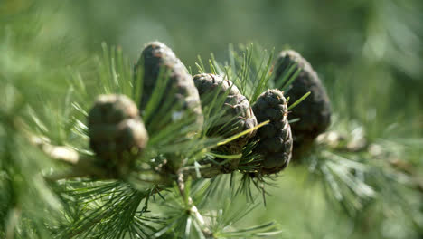 Branches-with-cones-and-needles-on-larch-tree-in-forest.-Brown-cones-of-larch