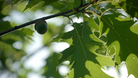 Oak-branch-with-green-leaves-and-acorn.-Oak-tree-in-summer-closeup