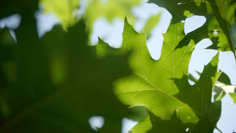Leaves-of-oak.-Green-beautiful-tree-foliage.-Young-leaves-on-branch
