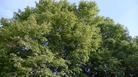 Vast-branchy-tree-of-maple.-View-around-tree.-Large-maple-branches-with-green-leaves