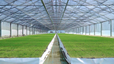 Spacious-greenhouse-with-growing-seedlings.-Green-plantations-in-greenhouse