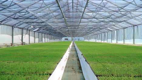 Young-plants-growing-in-rows-in-greenhouse.-Seedlings-in-large-plant-nursery