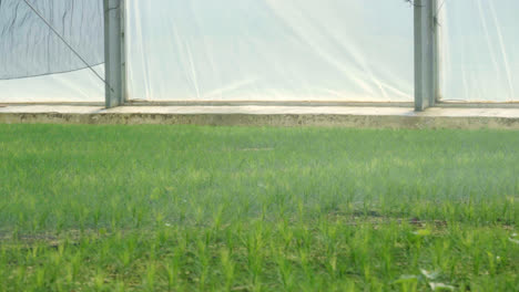 Water-sprinkler-spraying-water-over-young-seedlings-of-pine-planted-in-greenhouse