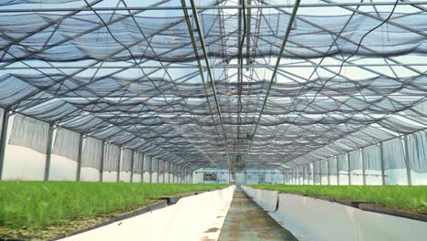 Passing-along-planted-young-plants-in-greenhouse.-Plant-cultivation-inside