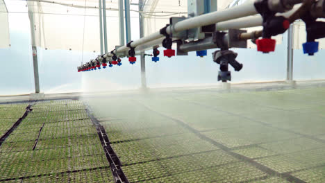 Irrigation-machine-warering-seedlings-planted-in-trays-in-large-greenhouse