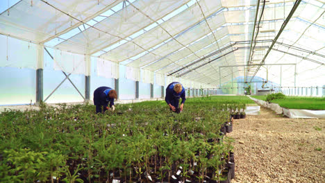 Agronomists-work-in-greenhouse.-Women-cultivate-seedlings-of-coniferous-trees