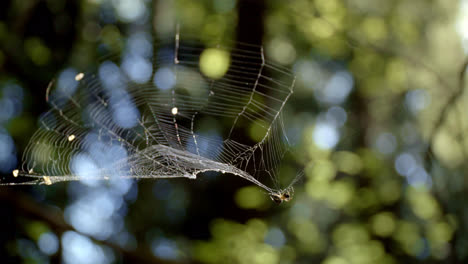 Kleine-Spinne,-Die-Weißes-Netz-Webt.-Spinnenkletternetz-Im-Wald.-Waldinsekt