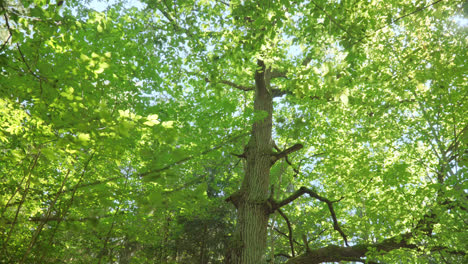 Huge-oak-tree-with-large-branches-growing-in-dense-forest.-Sunny-day-in-wood