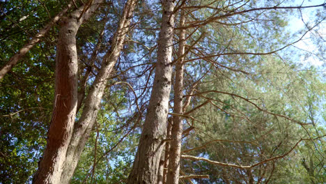 Copas-De-árboles-En-Bosques-Densos-Con-árboles-De-Hoja-Caduca-Y-Coníferas