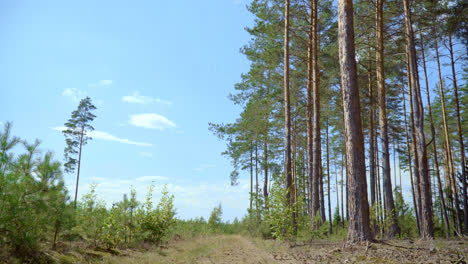 Road-passing-between-pine-forest-and-new-plantings-of-young-pines