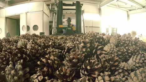 Heap-of-cones.-Electric-forklift-transporting-pine-cones-into-drying-cabinet