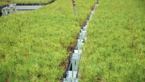 Seedlings-of-pine.-Young-pine-shoots-growing-in-large-greenhouse