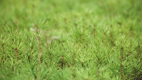 Cultivation-of-pine-trees-from-seedlings-grown-from-seeds.-Young-sprouts
