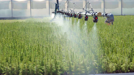Irrigation-of-green-plantation-of-pine-seedlings-with-sprinkler-system