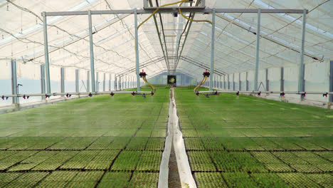 Rows-of-plants-growing-inside-big-industrial-greenhouse.-Industrial-agriculture