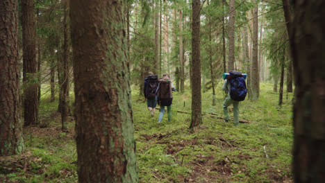 Group-of-tourists-with-backpacks-walk-along-coniferous-forest.-Active-vacation
