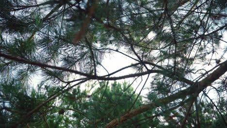 Pine-branches-with-green-needles.-Branch-of-pine-in-sunny-rays-in-summer-forest