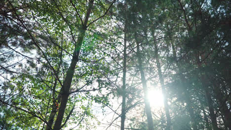 Sunny-rays-make-their-way-through-crowns-of-trees-in-dense-forest.-Sun-shining