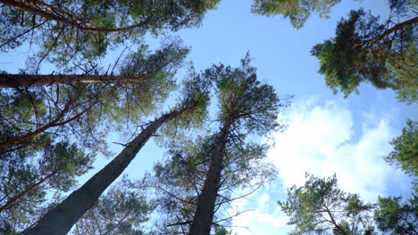 View-of-pines-from-bottom-up.-Crowns-of-pine-trees-against-blue-sky
