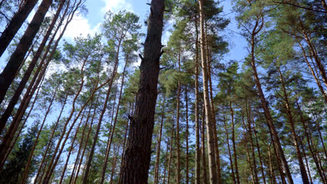 Slender-pines-with-straight-trunks-in-forest.-Slim-and-tall-pines-grow-in-wood