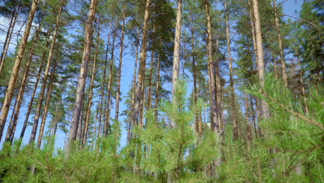 Young-shoots-of-pine-trees-on-background-of-tall-pine-trees-and-blue-sky