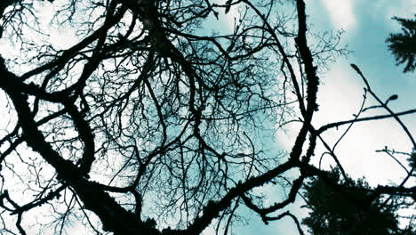 Blattlose-Getrocknete-Zweige-Auf-Dem-Hintergrund-Des-Blauen-Himmels.-Rotierender-Blauer-Himmel-Im-Wald