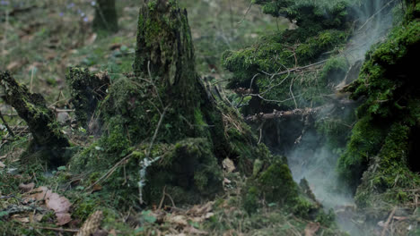 Smoke-rising-from-under-green-moss-among-rotten-stumps-in-dense-forest